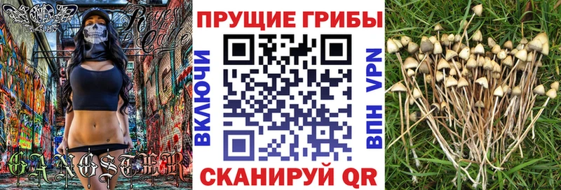 Псилоцибиновые грибы Cubensis  Барабинск 